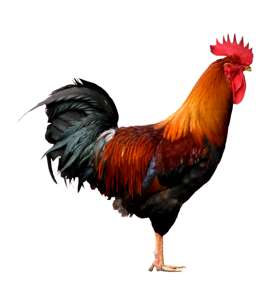 ណាក់199